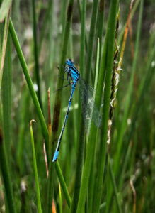 guided-walks-wild-with-walshe (1)